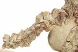 Fossil Oreodont (Merycoidodon) Skull w/ Vertebrae - South Dakota #227375-2